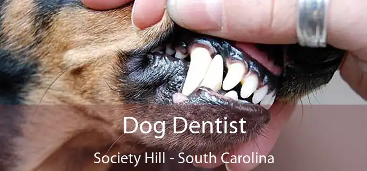 Dog Dentist Society Hill - South Carolina