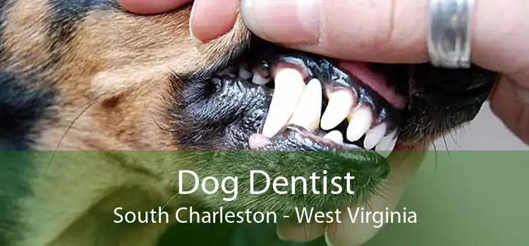 Dog Dentist South Charleston - West Virginia