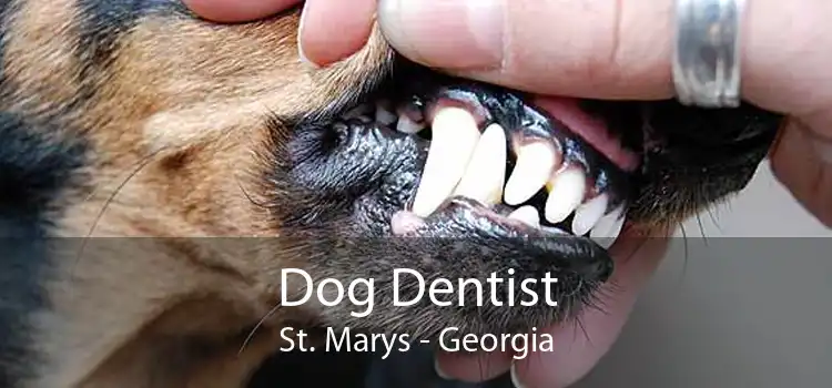 Dog Dentist St. Marys - Georgia