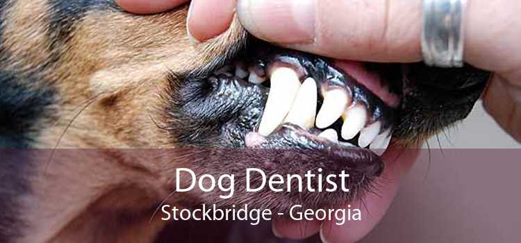Dog Dentist Stockbridge - Georgia