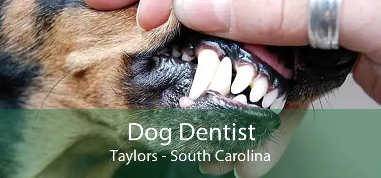 Dog Dentist Taylors - South Carolina