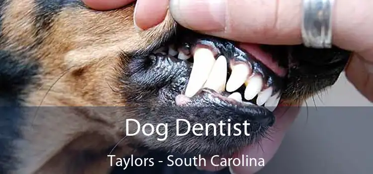 Dog Dentist Taylors - South Carolina