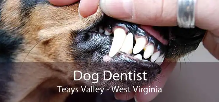 Dog Dentist Teays Valley - West Virginia