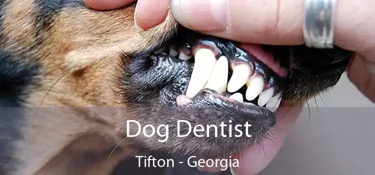 Dog Dentist Tifton - Georgia