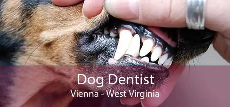 Dog Dentist Vienna - West Virginia