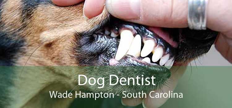 Dog Dentist Wade Hampton - South Carolina