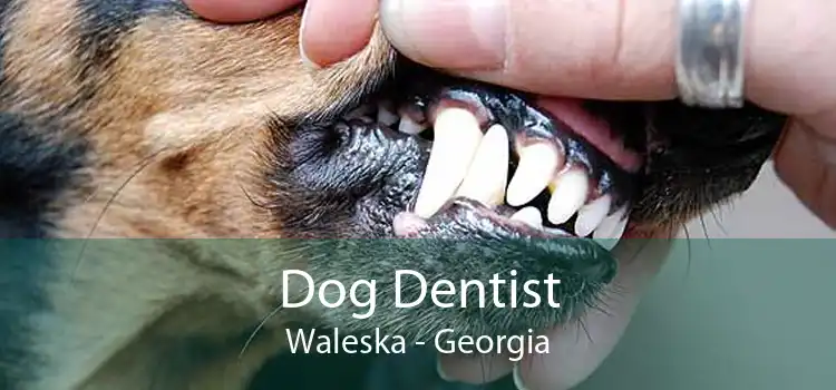 Dog Dentist Waleska - Georgia