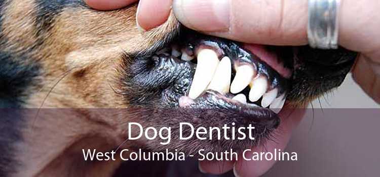 Dog Dentist West Columbia - South Carolina