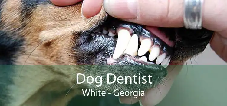 Dog Dentist White - Georgia