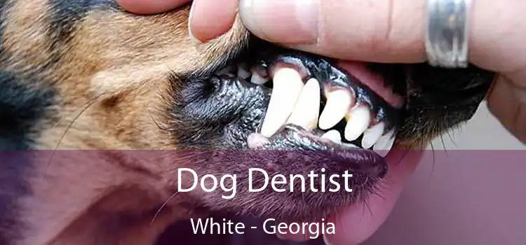 Dog Dentist White - Georgia