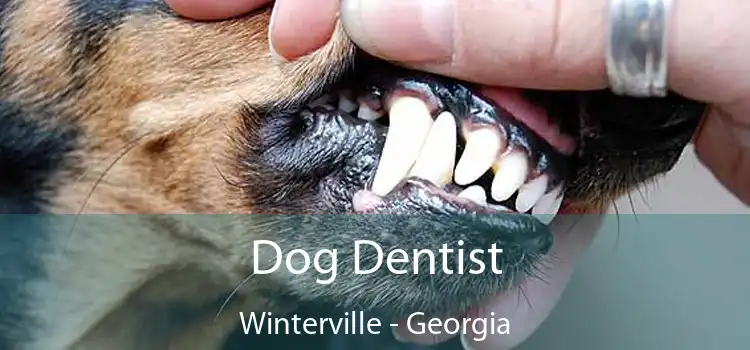 Dog Dentist Winterville - Georgia