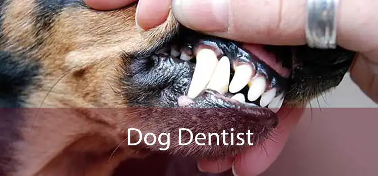 Dog Dentist 