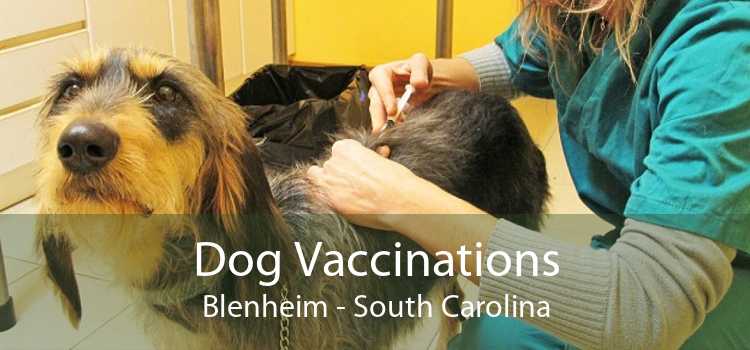 Dog Vaccinations Blenheim - South Carolina