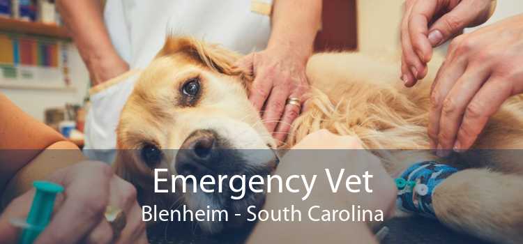 Emergency Vet Blenheim - South Carolina