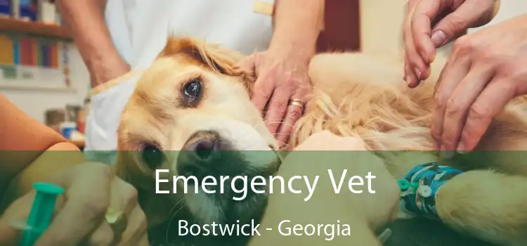 Emergency Vet Bostwick - Georgia