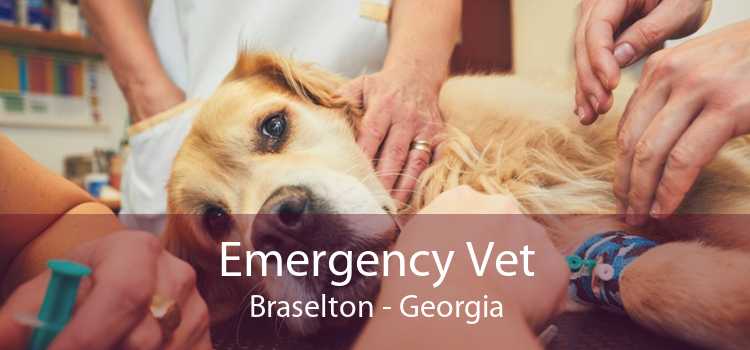 Emergency Vet Braselton - Georgia