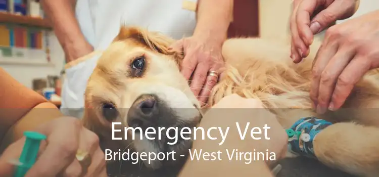 Emergency Vet Bridgeport - West Virginia