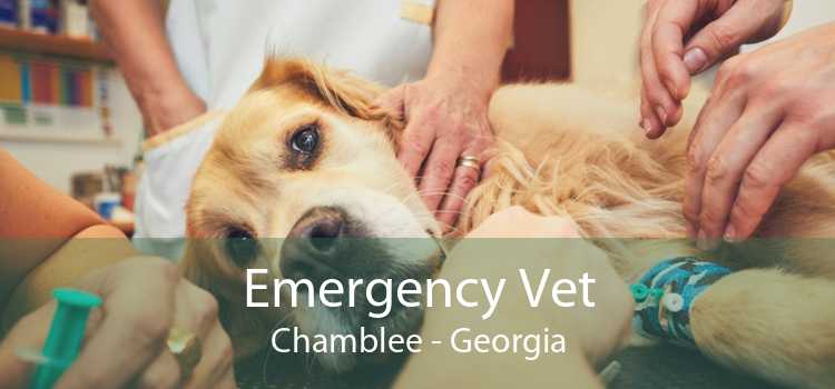 Emergency Vet Chamblee - Georgia