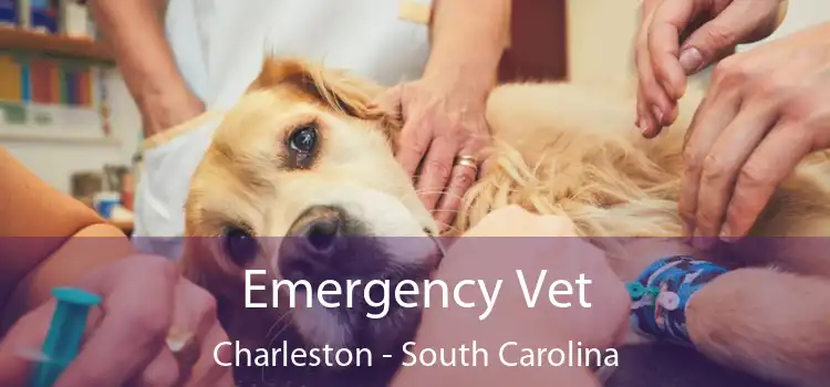 Emergency Vet Charleston - South Carolina