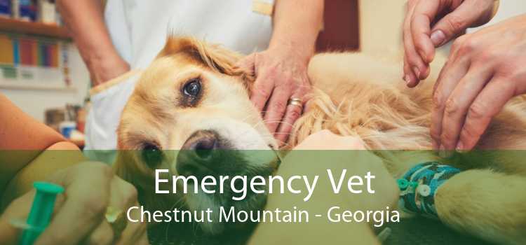Emergency Vet Chestnut Mountain - Georgia