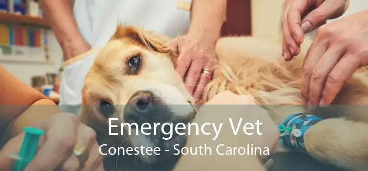 Emergency Vet Conestee - South Carolina