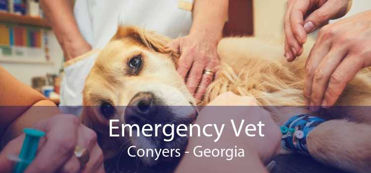 Emergency Vet Conyers - Georgia
