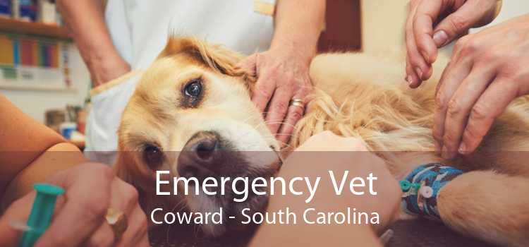 Emergency Vet Coward - South Carolina