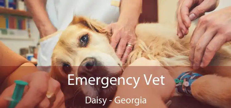 Emergency Vet Daisy - Georgia