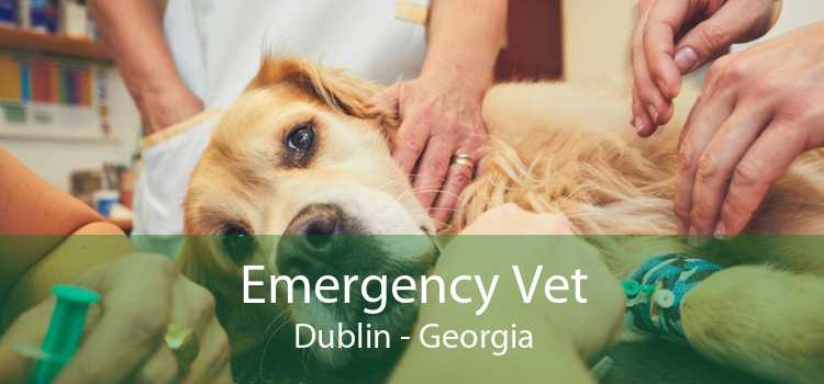 Emergency Vet Dublin - Georgia