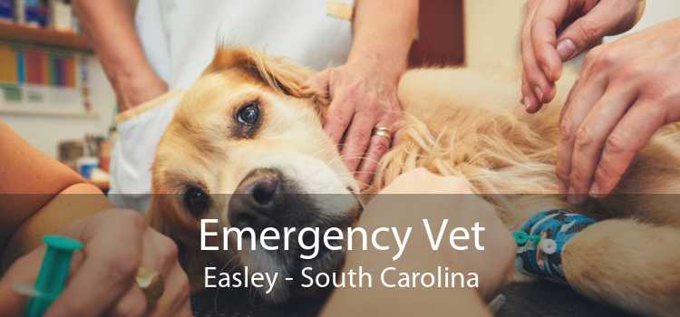 Emergency Vet Easley - South Carolina