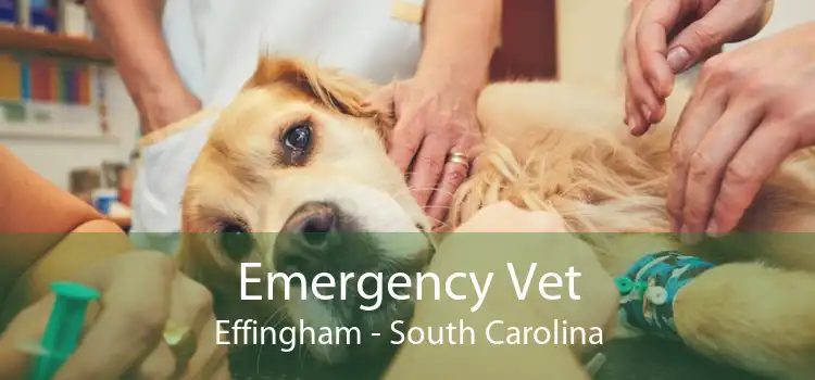 Emergency Vet Effingham - South Carolina