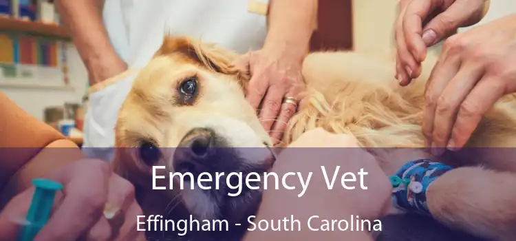 Emergency Vet Effingham - South Carolina