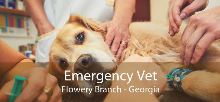 Emergency Vet Flowery Branch - Georgia