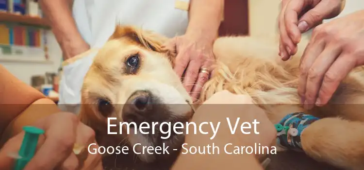 Emergency Vet Goose Creek - South Carolina