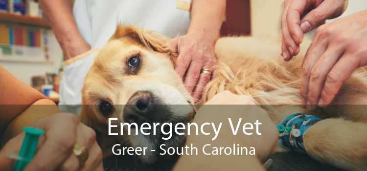 Emergency Vet Greer - South Carolina