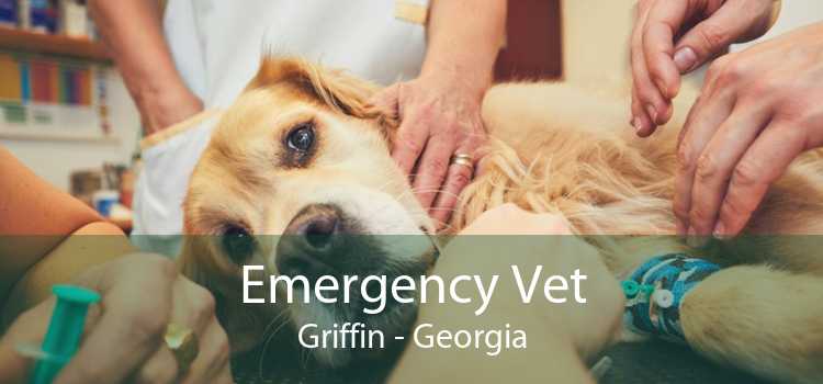Emergency Vet Griffin - Georgia
