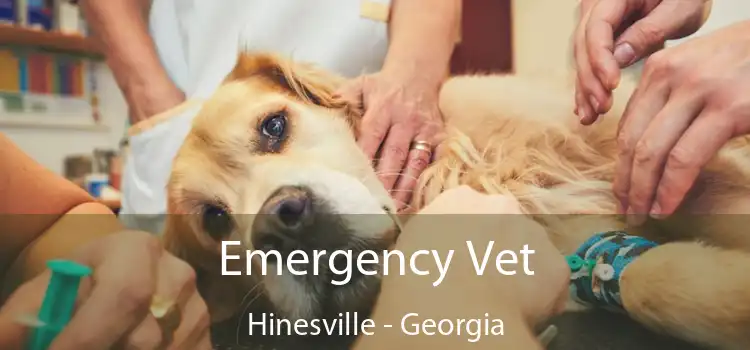 Emergency Vet Hinesville - Georgia