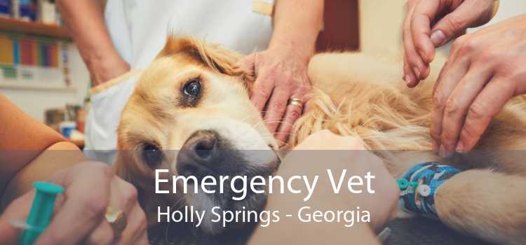 Emergency Vet Holly Springs - Georgia