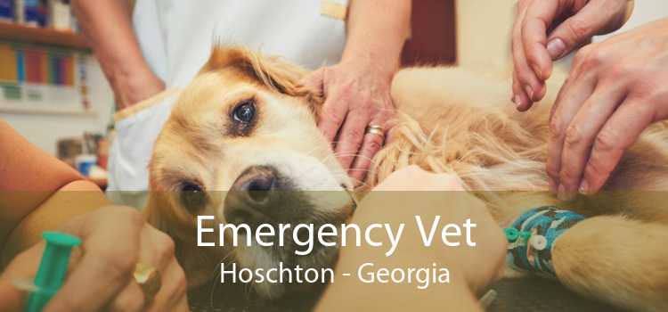 Emergency Vet Hoschton - Georgia