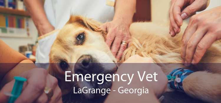 Emergency Vet LaGrange - Georgia