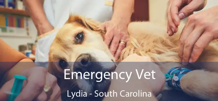 Emergency Vet Lydia - South Carolina