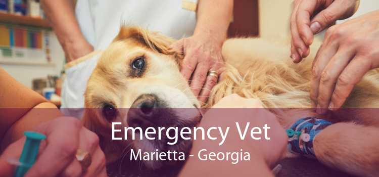 Emergency Vet Marietta - Georgia