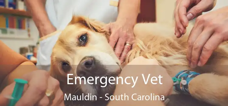 Emergency Vet Mauldin - South Carolina