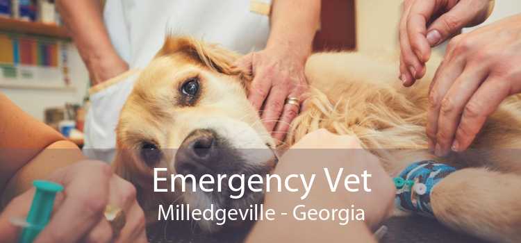 Emergency Vet Milledgeville - Georgia