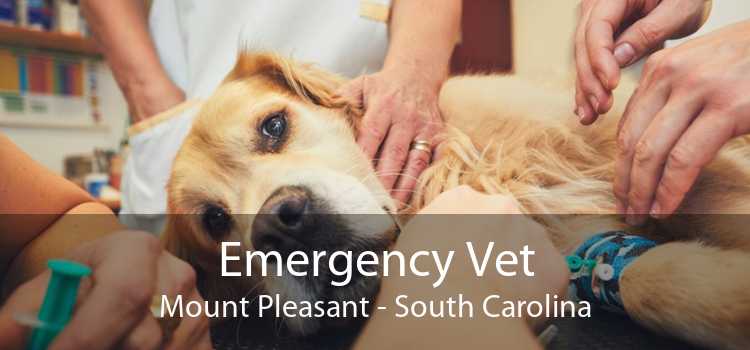 Emergency Vet Mount Pleasant - South Carolina