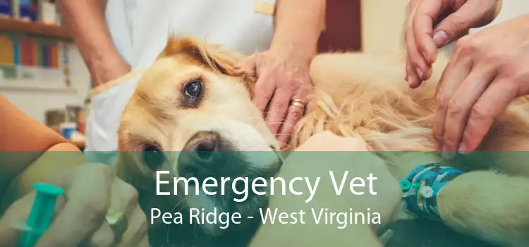 Emergency Vet Pea Ridge - West Virginia