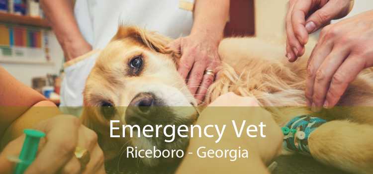 Emergency Vet Riceboro - Georgia