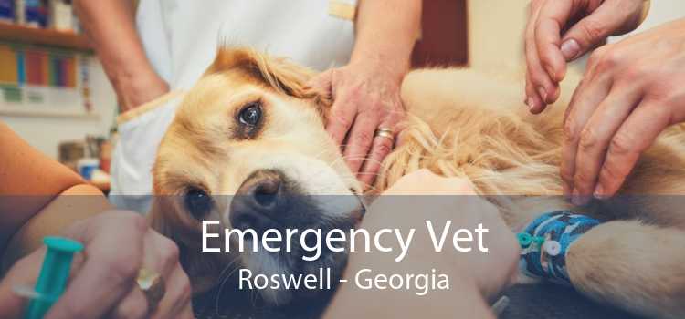 Emergency Vet Roswell - Georgia