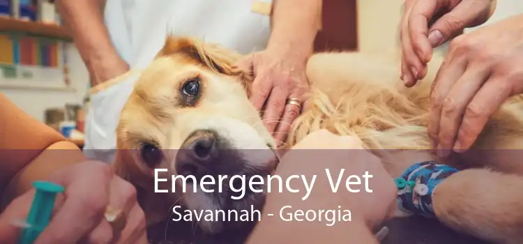 Emergency Vet Savannah - Georgia