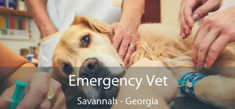 Emergency Vet Savannah - Georgia